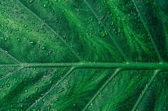 A Degradação Do Meio Ambiente