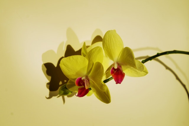 Motivos Importantes Para Ter Plantas Em Casa